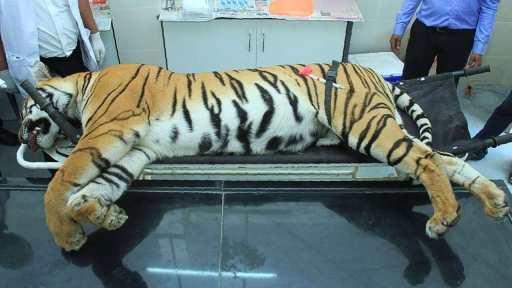 Tigress Anvi Slayed by Indian Blue Blood Hunter