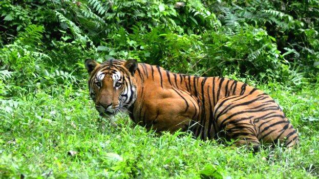 Tigress Anvi Slayed by Indian Blue Blood Hunter