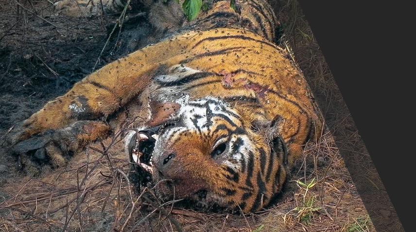 Tigress Beaten to Death Barbarically in UP