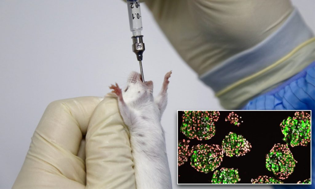 Reversing Diabetes with Human Stem Cells | Phase 1 Mice Testing Successful