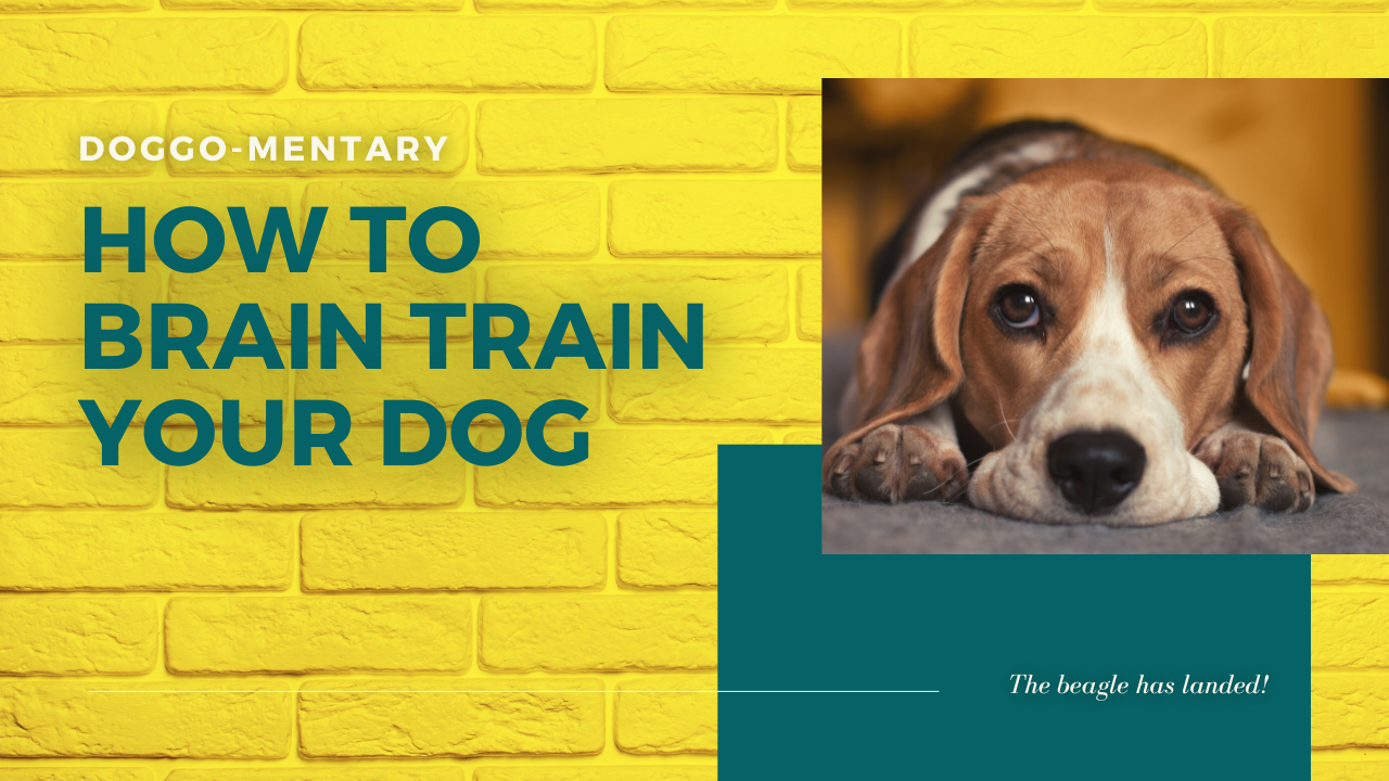 HOW TO BRAIN TRAIN YOUR DOG