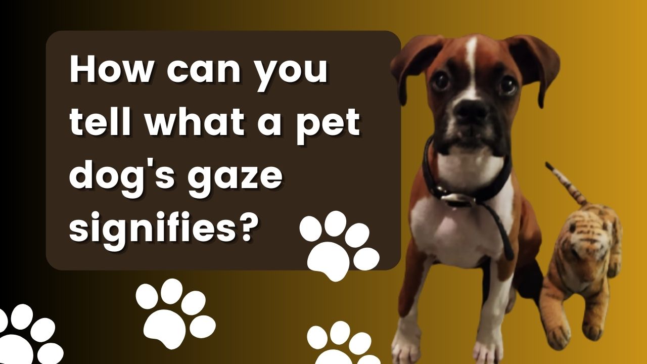 How can you tell what a pet dog's gaze signifies